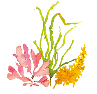 Dulse, Blader Wrack and Kombu seaweed watercolour